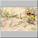 Dasypoda hirtipes - Hosenbiene w53a mit Pollen im Nestanflug.jpg